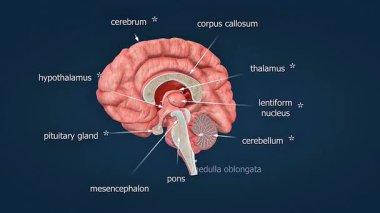 İnsan beyninin serebral korteks, ventrikül, beyincik ve beyin sapı yapılarını gösteren 3 boyutlu animasyon.