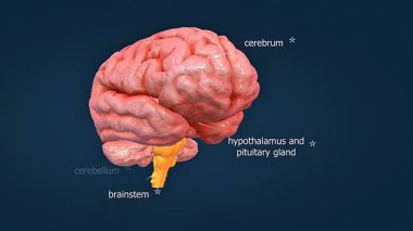 Beynin ventriküler sistemindeki 3 boyutlu animasyon yan, üçüncü ve dördüncü ventrikülleri gösteriyor.