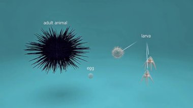 Mor deniz kestanesi yaşam döngüsünün 3 boyutlu animasyonu döllenme, larva aşamaları, başkalaşım ve yetişkin formunu gösteriyor.