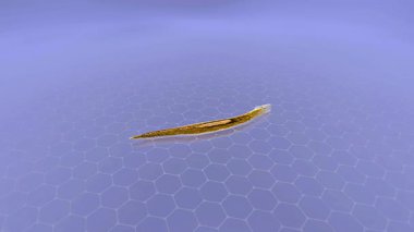 Dugesia gonocephala 'nın 3D animasyonu yassı solucan anatomisi, üçgen kafa, göz kapakları ve yenilenme yeteneğini gösteriyor.