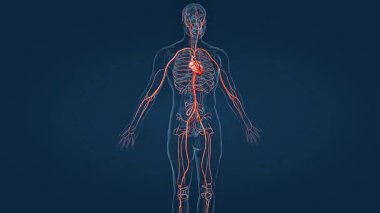 Kalp, damar, damar ve kan akışını gösteren insan dolaşım sisteminin 3D animasyonu