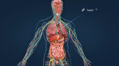 3D animasyon insan kalp pozisyonu gösteriyor ki kalp göğüs boşluğunda, akciğerler arasında hafif sol