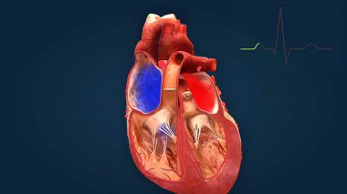 Normal insan kalbinin 3D animasyonu ritmik dalgaları, PQRST döngüsünü ve kalp atışlarını gösteriyor.