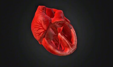 Kalp atışlarının 3D animasyonu ritmik kasılma, gevşeme ve sürekli kan akışını gösteriyor.