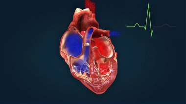 İnsan kalbinin 3 boyutlu elektrik iletim sistemi düğümleri, bohça dalları ve dürtüleri gösteriyor.