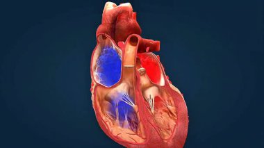 3 boyutlu kalp animasyonu odaları, vanaları, arterleri, damarları ve kan dolaşımını gösteriyor.