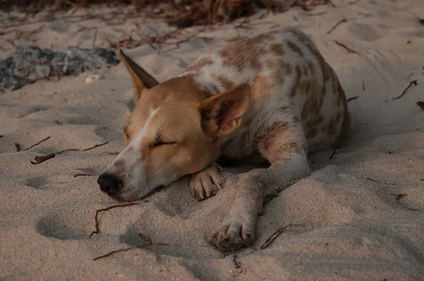 素敵な犬の犬の温かい砂、親切な友達に横たわって — ストック写真