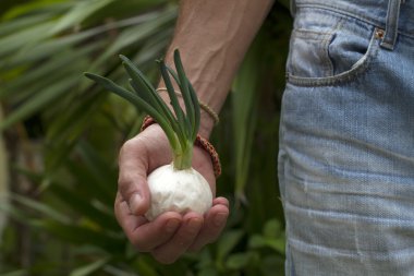 Bir erkek elinde beyaz soğan