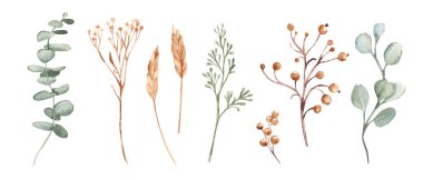 Okaliptüslü suluboya kış botanik seti, kurutulmuş çimen, sarı Tansy, yabani böğürtlen ve buğday başakları, dallar. Noel tasarımı, düğün dekorasyonu, ambalajlama ve markalaşma için mükemmel el boyaması elementler.