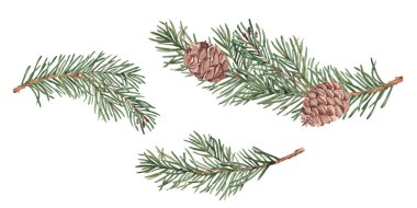 Kozalaklı çam ya da ağaç dalları. Suluboya El, beyaz arka planda yeşil iğneler ile kış bitkisinin resimlerini çizdi. Noel tasarımı, şenlik dekoru, ambalaj, hediye etiketi ya da tebrik kartı için çam ağacı dalı.