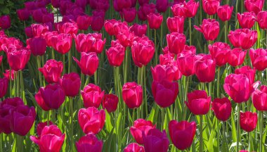 Lale. Kırmızı lale parkta Glade. Keukenhof. Hollanda.