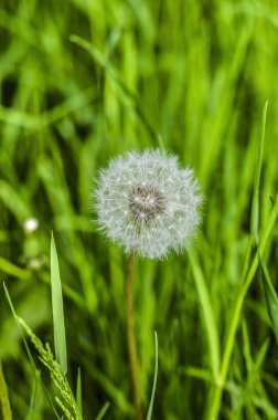 Karahindiba yeşil çim. Yaz manzara.