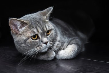 Siyah zemin üzerinde İngiliz kedi