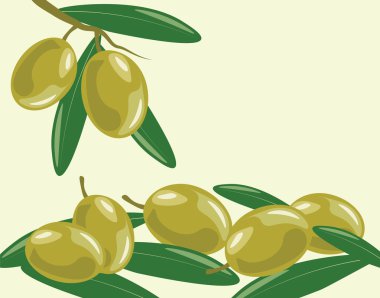 yaprakları ile zeytin dalı