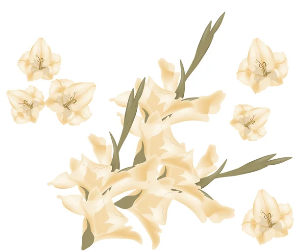 Zwaard lily gladiolen — Stockvector