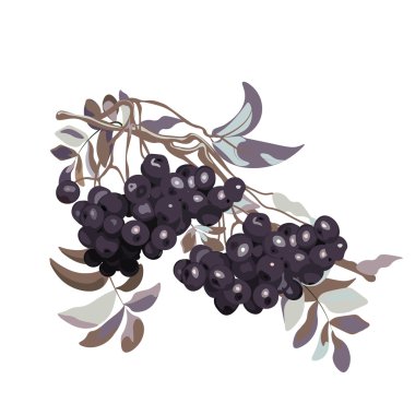 Kartopu çilek şube