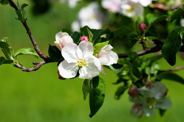 桜の花、木の枝 — ストック写真