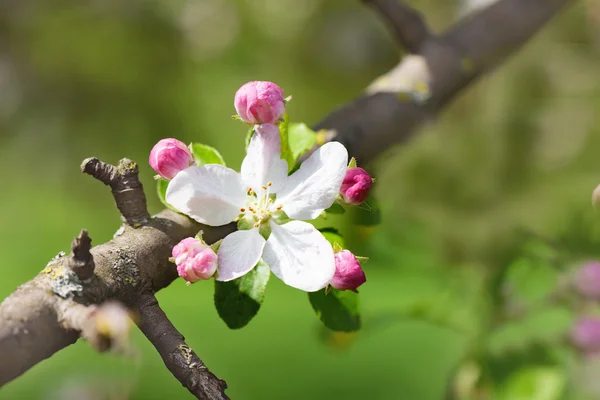 Flores de cerezo rama de árbol —  Fotos de Stock