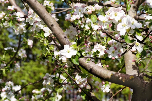 Flores de cerezo rama de árbol — Foto de Stock