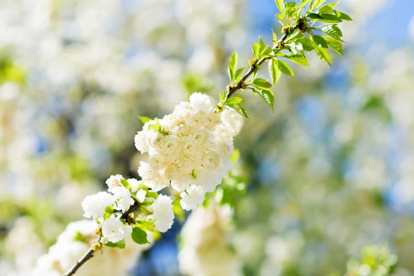 Flores de cerezo rama de árbol —  Fotos de Stock