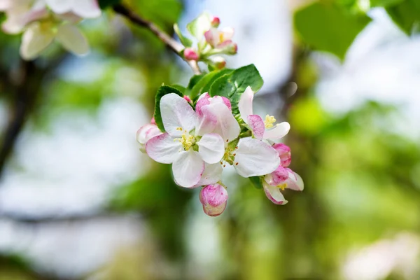 Flores de cerezo rama de árbol — Foto de Stock