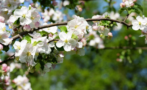 Flores de cerezo rama de árbol —  Fotos de Stock