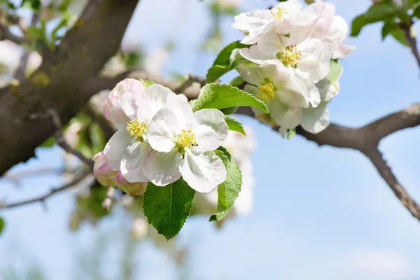 Flores de cerezo rama de árbol — Foto de Stock