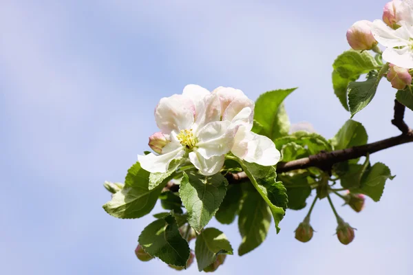 Flores de manzana de primavera —  Fotos de Stock