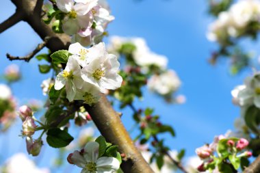 Bahar elma çiçeği