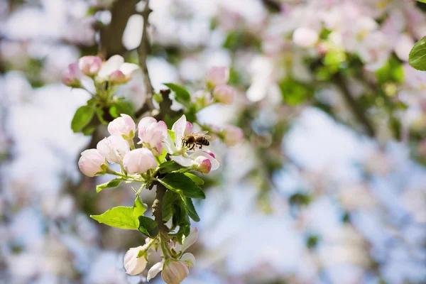 Flores de manzana de primavera — Foto de Stock