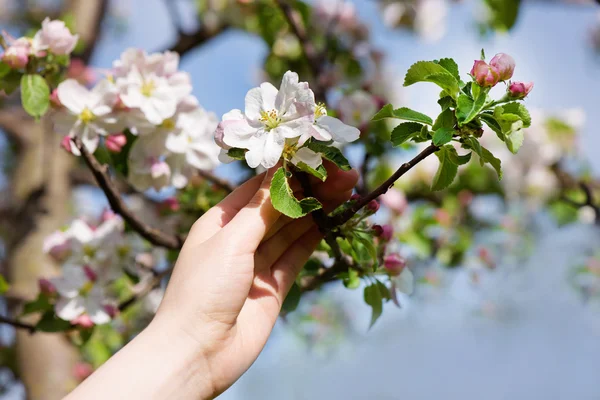 Primavera Flores de cerezo florecen —  Fotos de Stock