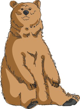 Kuzey Amerika boz ayısı izole