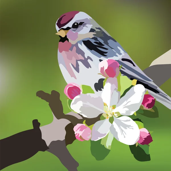 Vector gyönyörű tavaszi akvarell Bird — Stock Vector