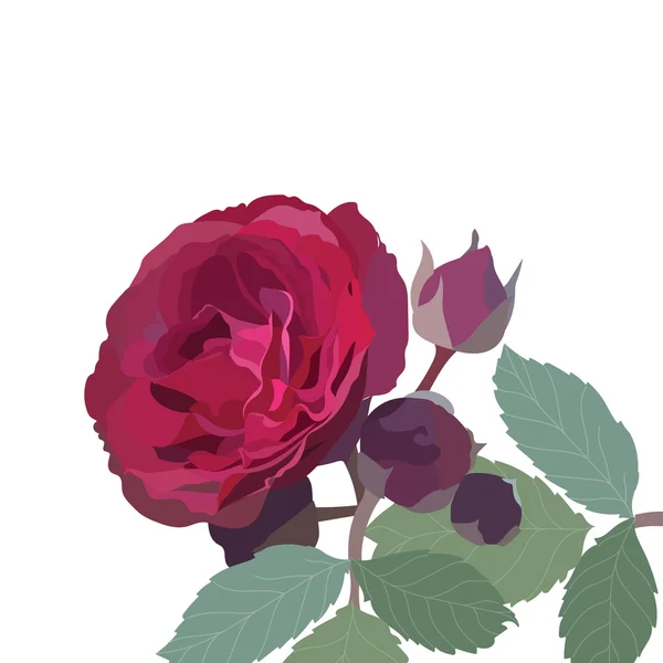 Watercolor Red Rose izolált — Stock Vector