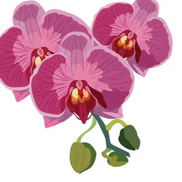 ベクトル水彩蘭の花 — ストックベクタ