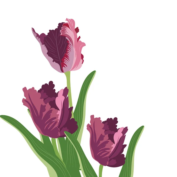 Fleurs de tulipes isolées sur blanc — Image vectorielle