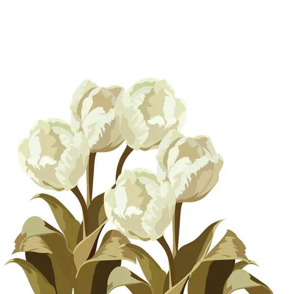 Vintage Watercolor White Tulips bouquet — Stock Vector