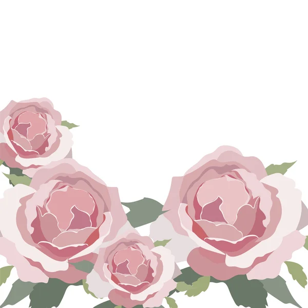 Aquarelle Rose Rose isolée sur blanc — Image vectorielle