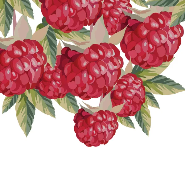 Aquarell Himbeeren Früchte — Stockvektor