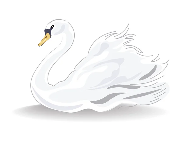 Swan Vector geïsoleerd — Stockvector