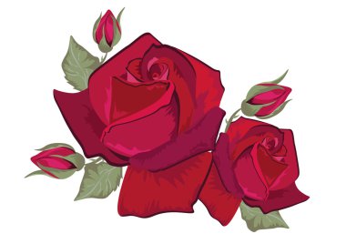 Beyaz üzerine izole kırmızı gül