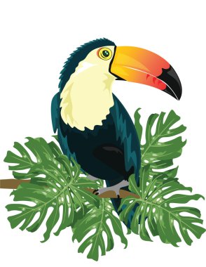 İzole ağaç dalı üzerinde oturan vektör Toucan