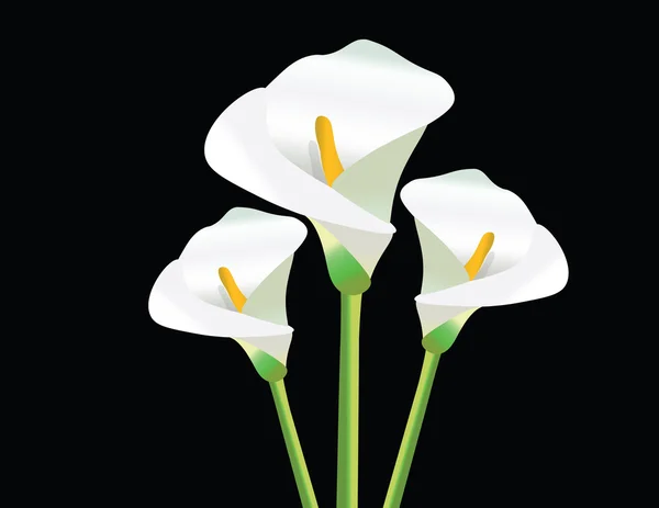 Vit Calla Lily blommor på svart — Stock vektor