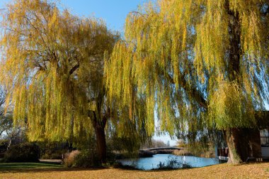 Göl Manzaralı sarı ağaçları ile