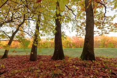 Renkli ağaçlı sonbahar ormanı
