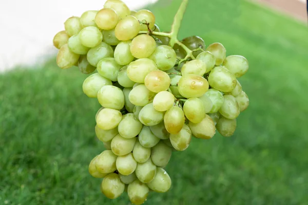 Uvas frescas cacho em verde — Fotografia de Stock