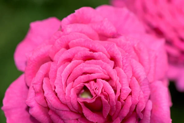 Blühende rosa Rose Blume — Stockfoto