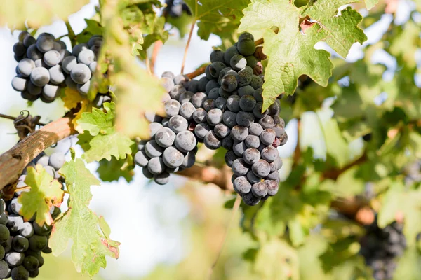 Cosecha de uvas frescas en otoño —  Fotos de Stock