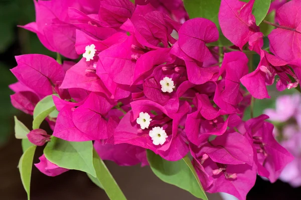 Close-up de flor rosa — Fotografia de Stock