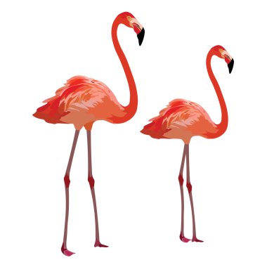 pembe flamingo kuşları desen